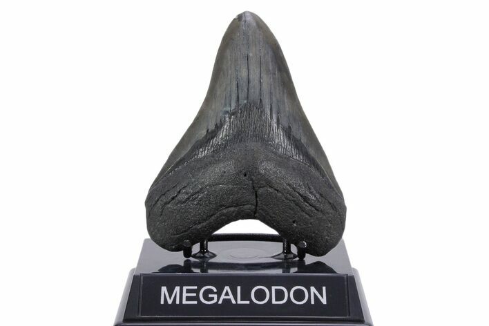 Fossil Megalodon Tooth - South Carolina #357373